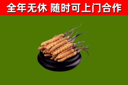 巴中回收冬虫夏草